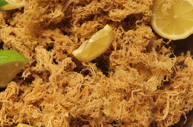 Raw Irish Sea Moss displayed with lemons and limes